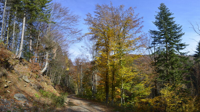 Forest Path in Autumn — Yellow, Serene, Photograph, Trees, Hillside