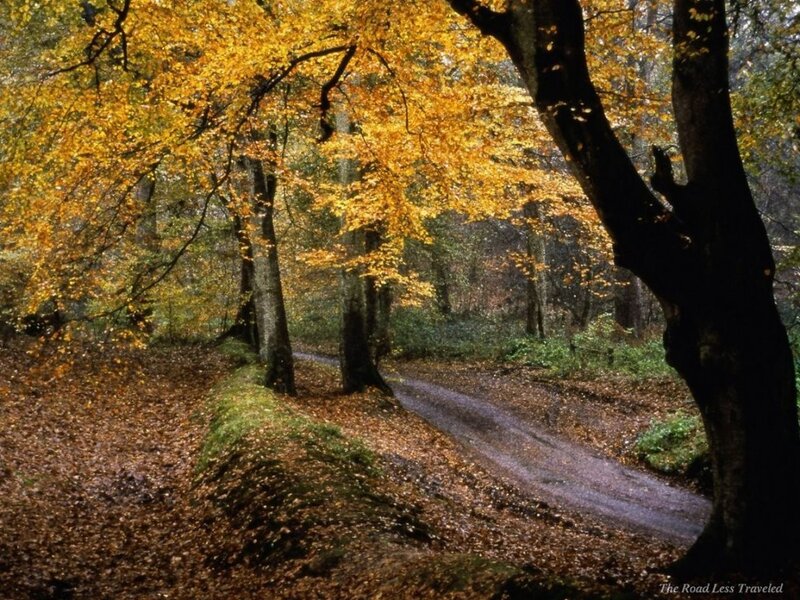 Forest Path in Autumn — Yellow, Serene, Photograph, Trees, Leaves, Brown