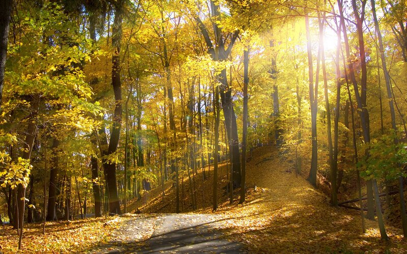 Forest Path in Autumn — Yellow, Serene, Photograph, Trees, Leaves, Sunlight, Green