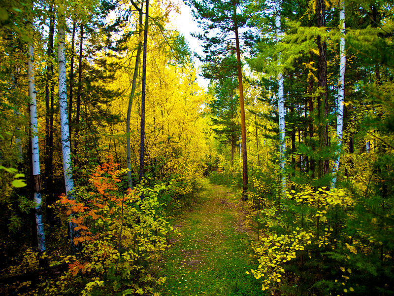 Forest Path in Autumn — Yellow, Serene, Photograph, Trees, Leaves