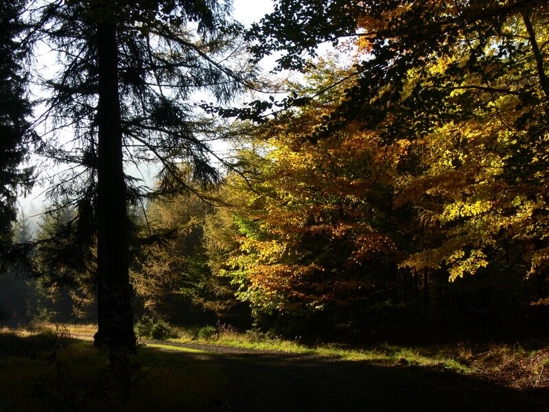 Forest Path in Autumn — Yellow, Serene, Photograph, Trees, Sunlight
