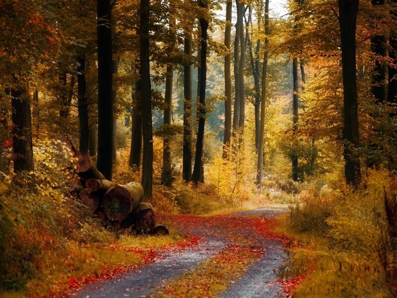 Forest Path in Autumn — Yellow, Serene, Photograph, Trees
