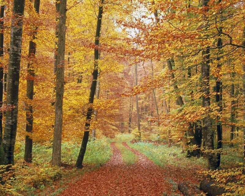 Forest Path in Autumn — Yellow, Serene