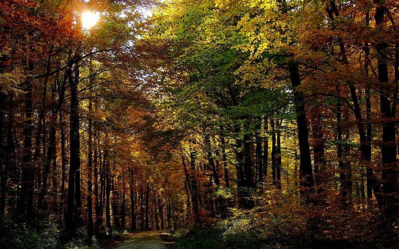 Forest Path in Autumn — Yellow