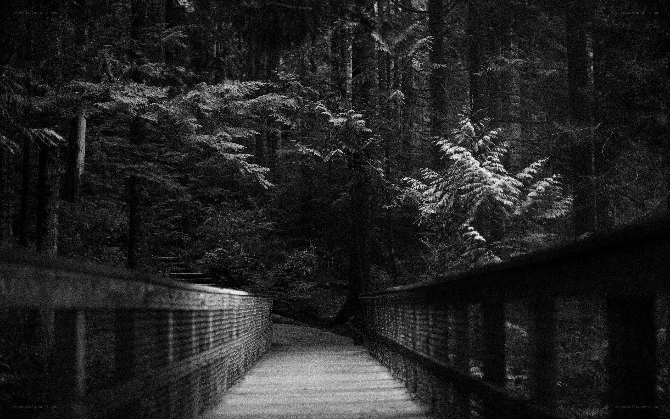 Forest path in black and white