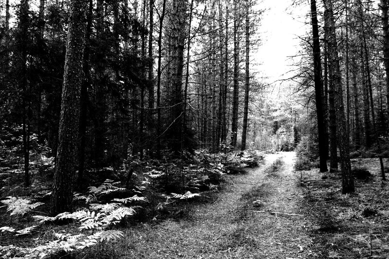 Forest path in black and white