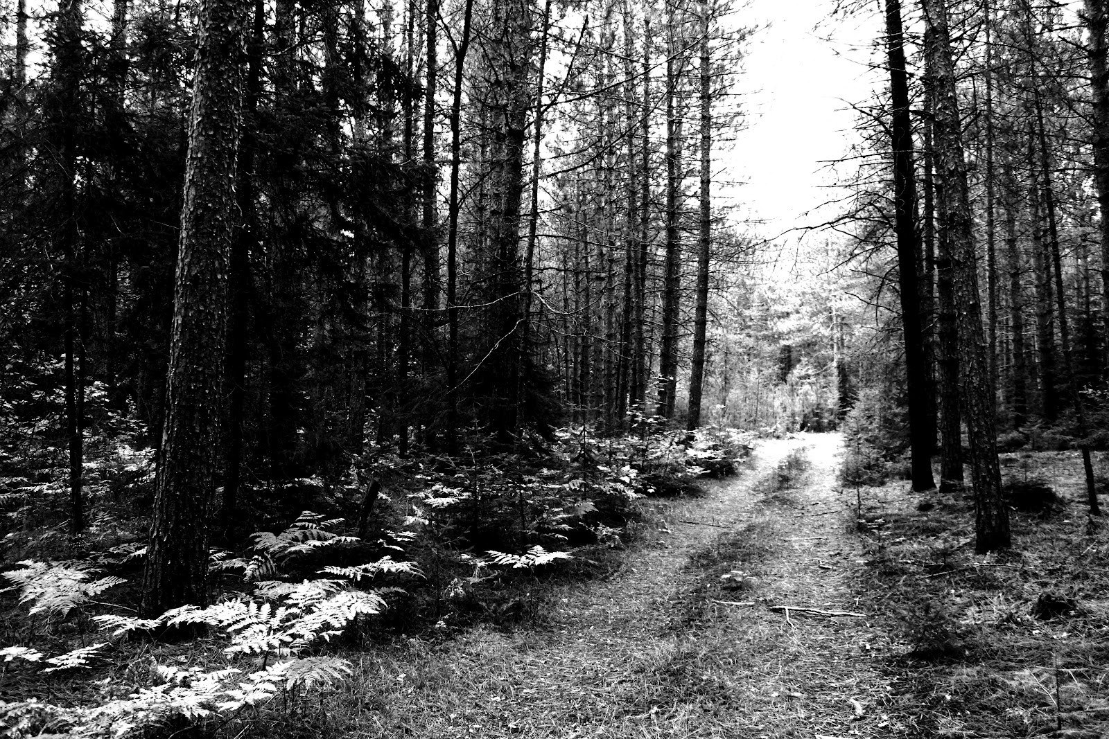 Forest path in black and white