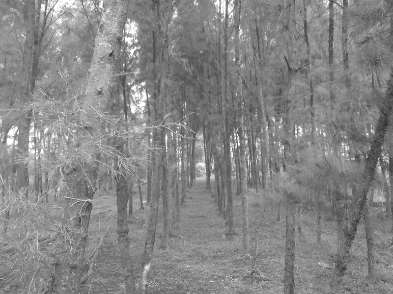 Forest path in black and white