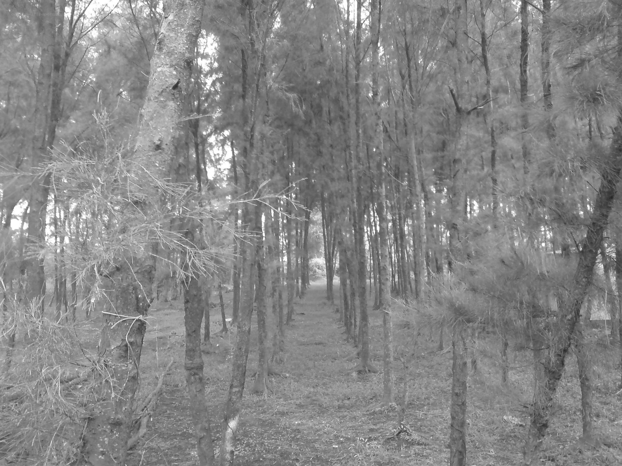 Forest path in black and white