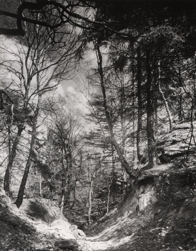 Forest path in black and white