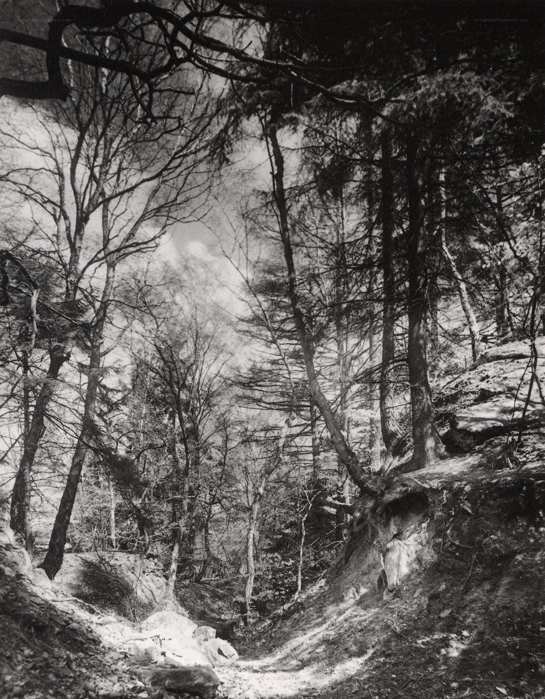 Forest path in black and white