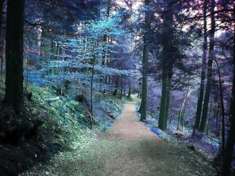 Forest Path in Blue Light
