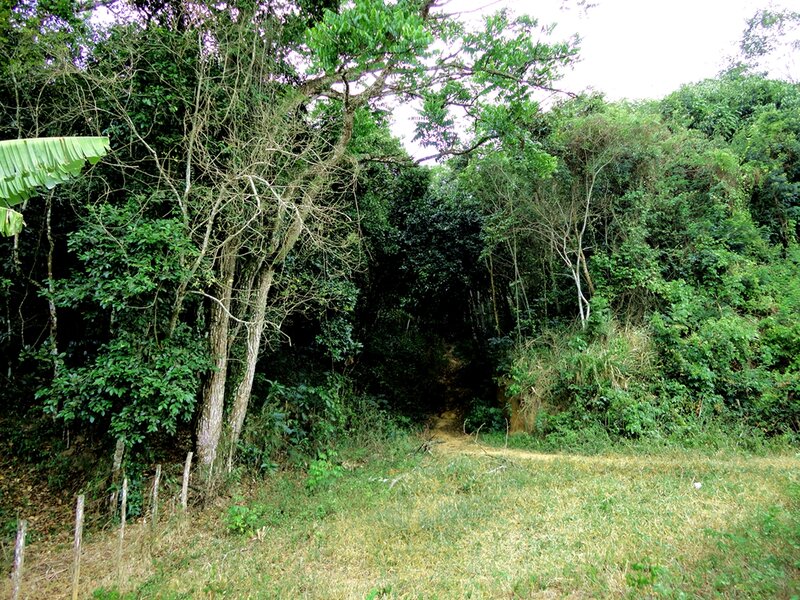 Forest Path in Clearing