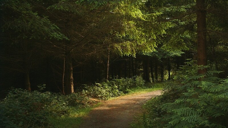 Forest path in dappled sunlight