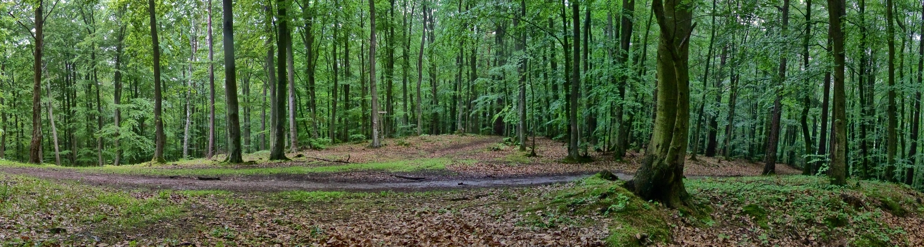 Forest path in dense woodland