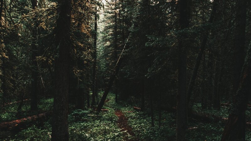Forest Path in Dense Woods — Green
