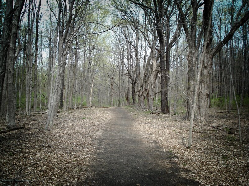 Forest path in early spring