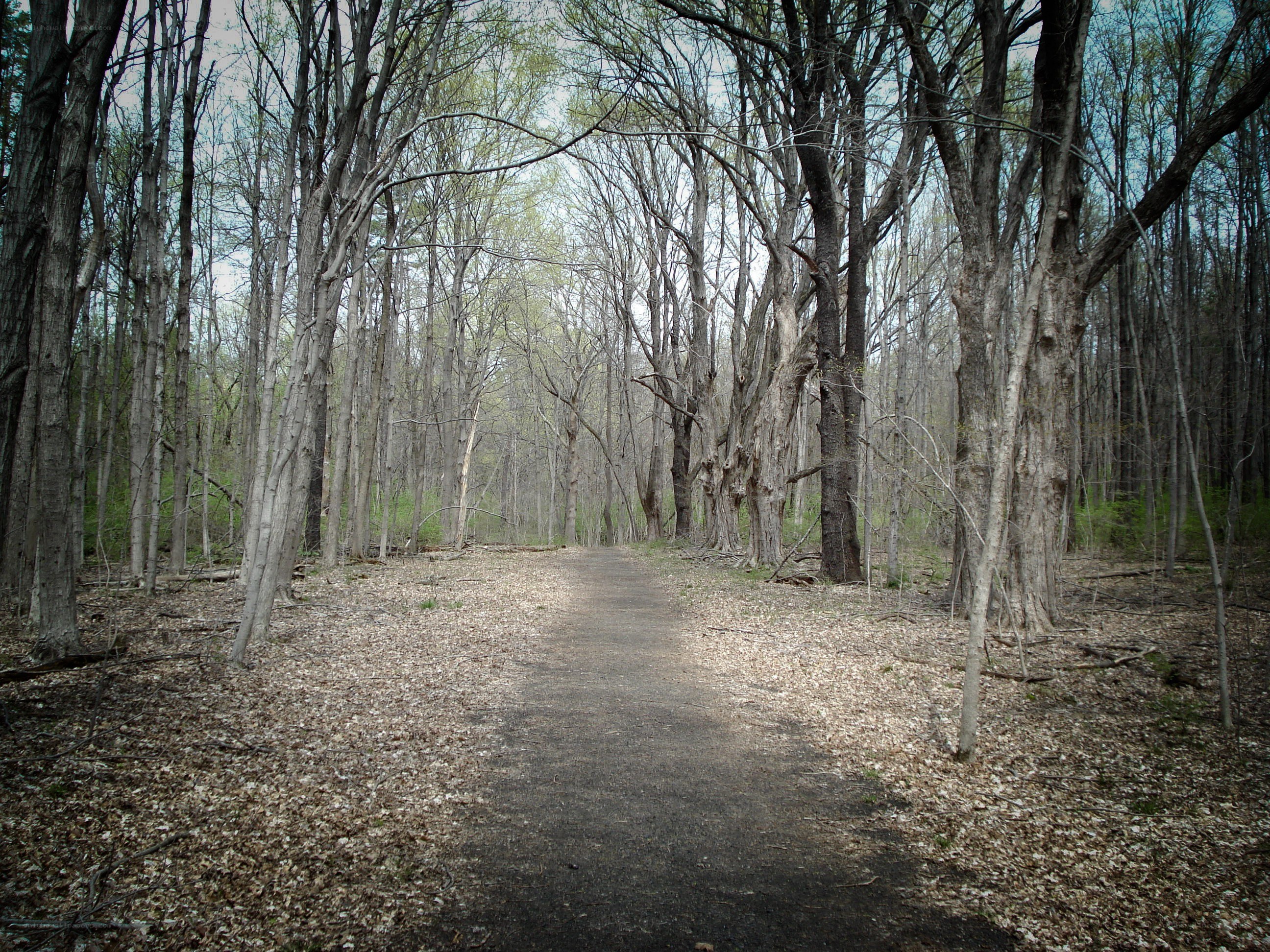 Forest path in early spring