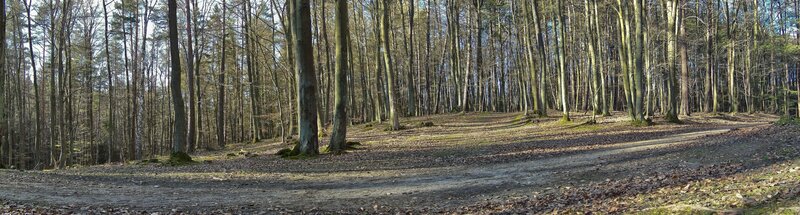 Forest path in early spring