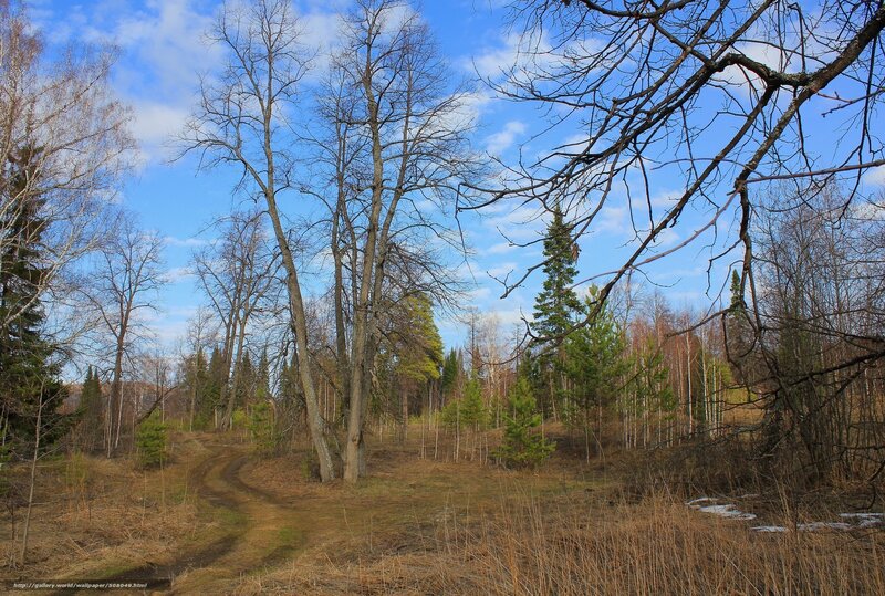 Forest path in early spring