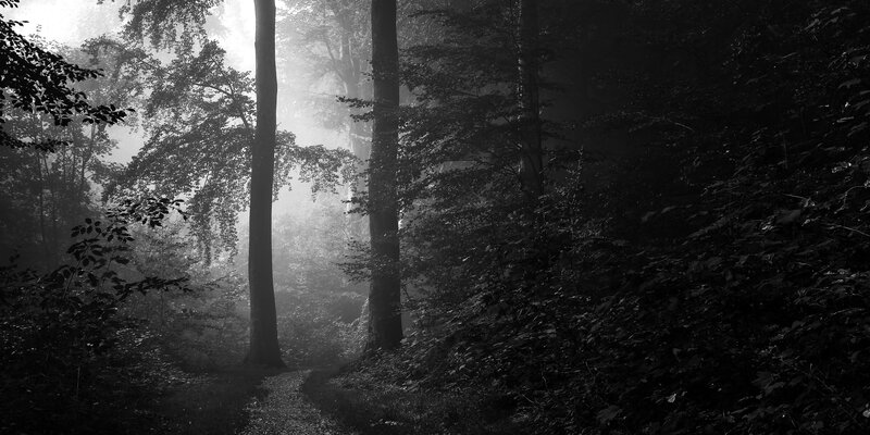 Forest Path in Fog — Black