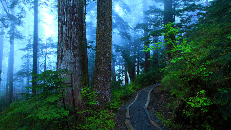 Forest Path in Fog — Blue, Misty