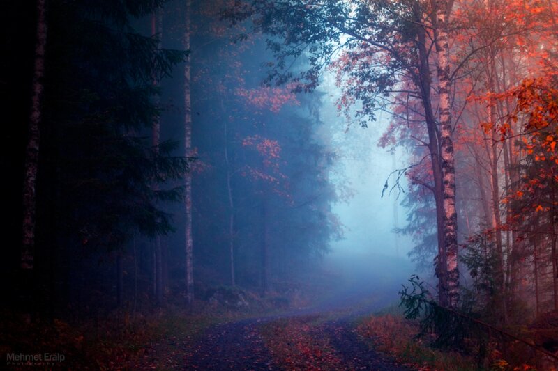 Forest Path in Fog — Blue, Mysterious
