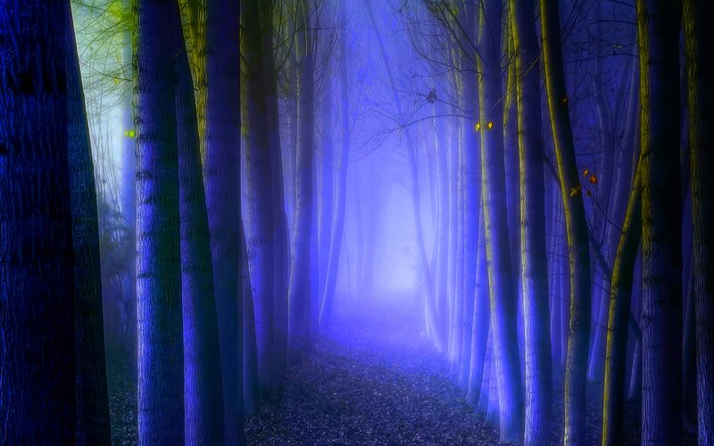 Forest Path in Fog — Blue