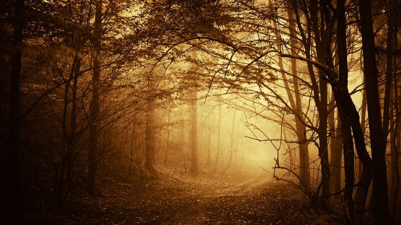 Forest Path in Fog — Brown, Mysterious, Autumn