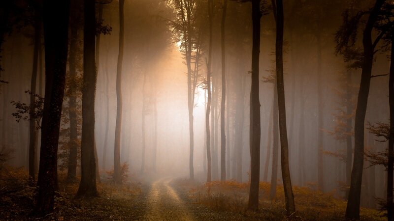 Forest Path in Fog — Brown, Mysterious, Morning