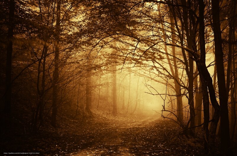 Forest Path in Fog — Brown, Mysterious, Sunset