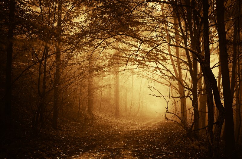 Forest Path in Fog — Brown, Mysterious