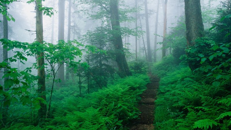Forest Path in Fog — Ferns