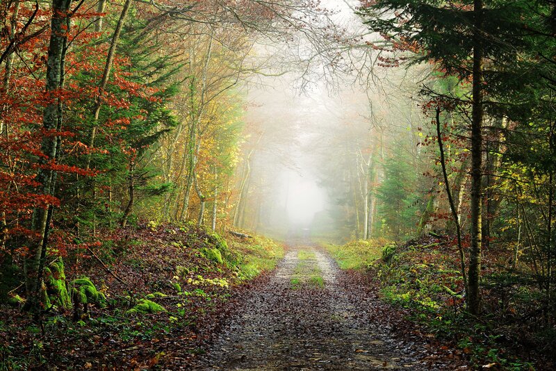 Forest Path in Fog — Green, Misty, Autumn, Photograph, Trees, Leaves