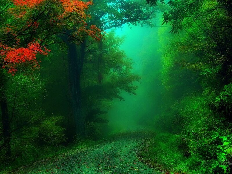 Forest Path in Fog — Green, Misty, Autumn