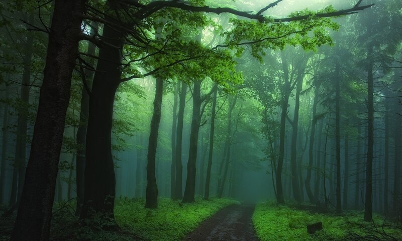 Forest Path in Fog — Green, Misty, Morning, Photograph, Trees, Greenery