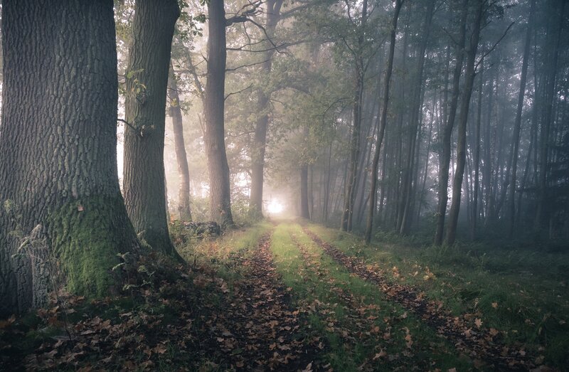 Forest Path in Fog — Green, Misty, Morning, Photograph, Trees, Leaves, Light