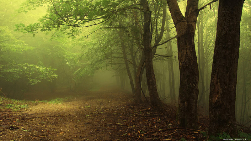 Forest Path in Fog — Green, Misty, Morning, Photograph, Trees, Leaves