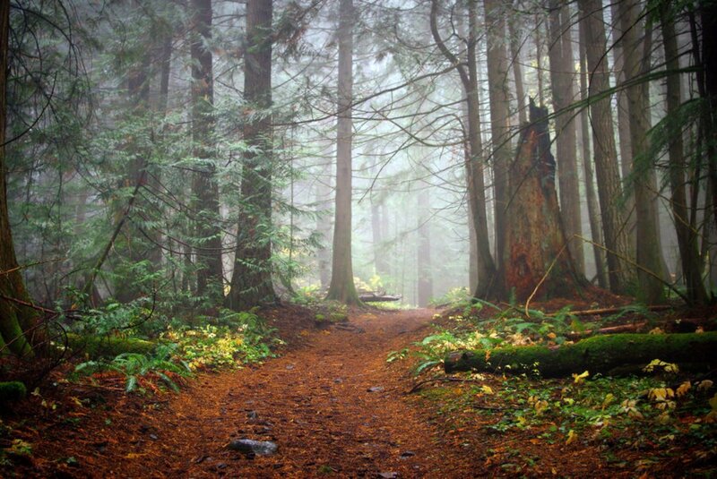 Forest Path in Fog — Green, Misty, Morning, Photograph, Trees, Moss