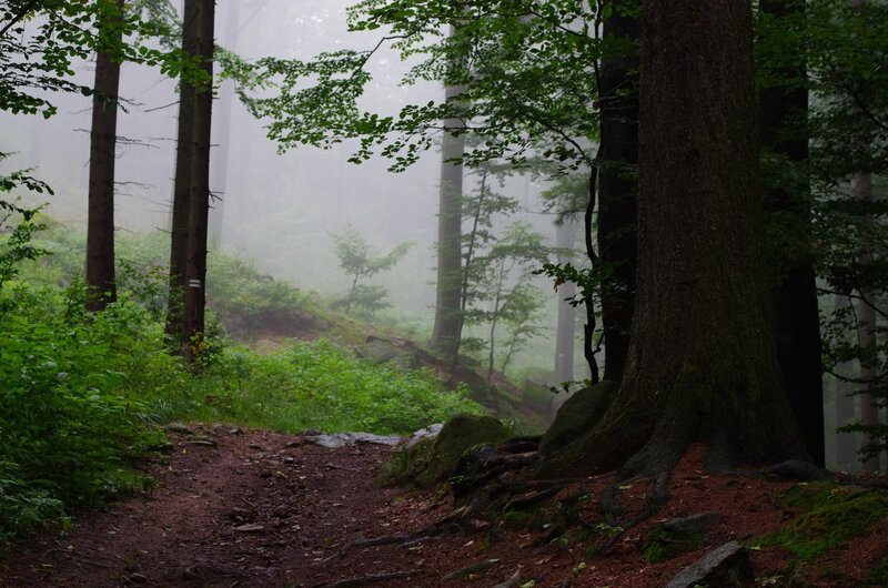 Forest Path in Fog — Green, Misty, Morning, Photograph, Trees, Moss, Trail