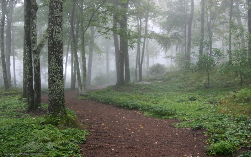 Forest Path in Fog — Green, Misty, Morning, Photograph, Trees, Plants