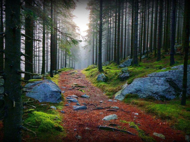 Forest Path in Fog — Green, Misty, Morning, Photograph, Trees, Rocks