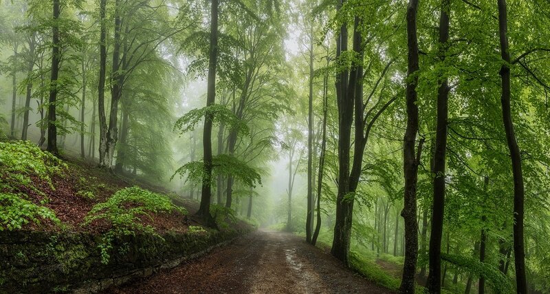 Forest Path in Fog — Green, Misty, Morning, Photograph, Trees, Stone Wall