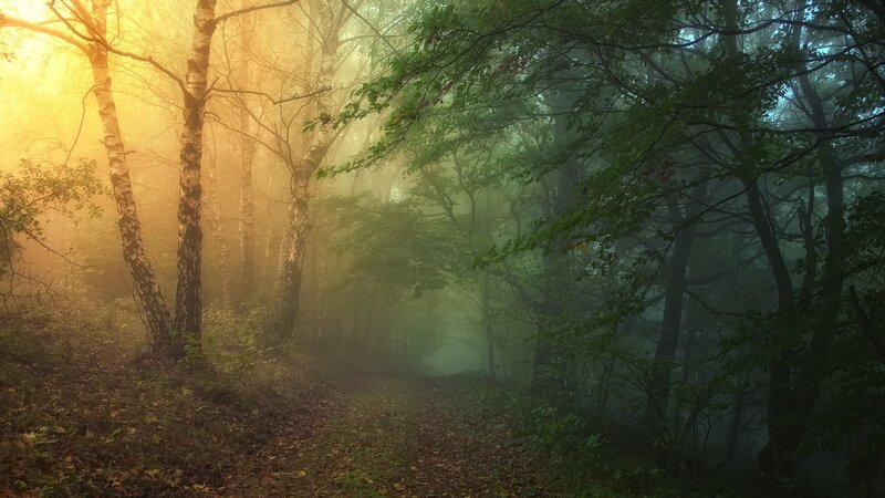 Forest Path in Fog — Green, Misty, Morning, Photograph, Trees, Sunlight