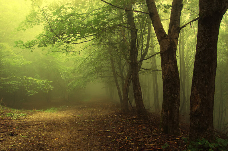 Forest Path in Fog — Green, Misty, Morning, Photograph, Trees