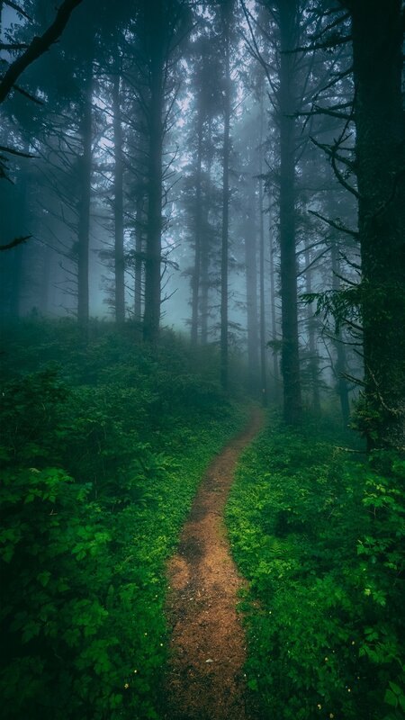 Forest Path in Fog — Green, Misty, Morning, Photograph, Trees, Trail