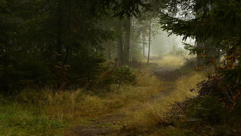 Forest Path in Fog — Green, Misty, Morning