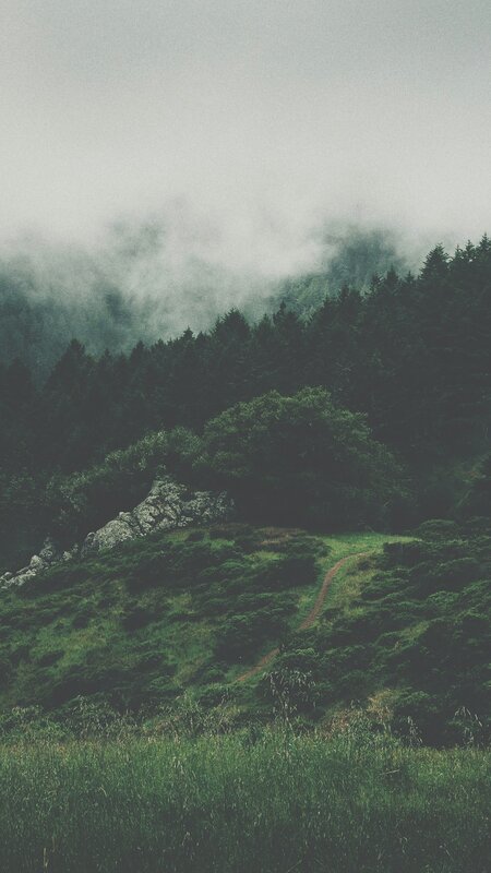 Forest Path in Fog — Green, Misty, Photograph