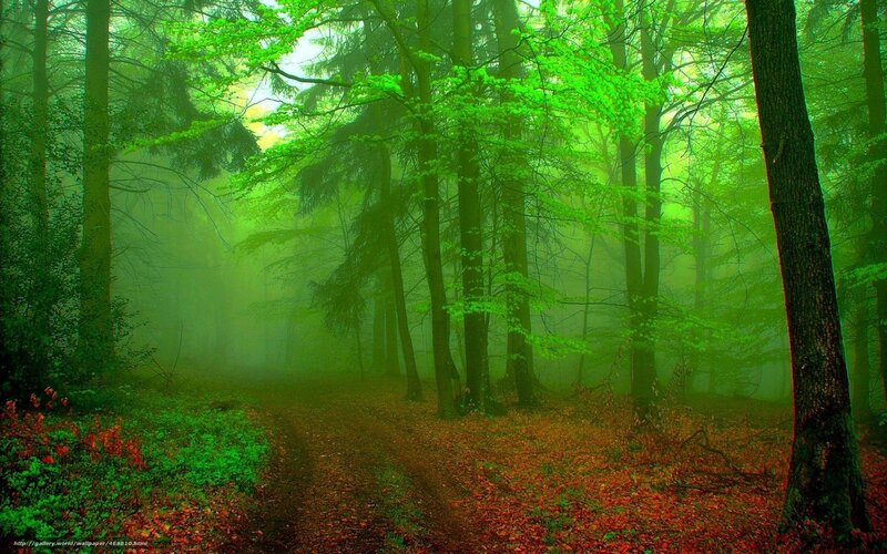 Forest Path in Fog — Green, Misty, Spring