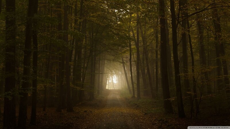 Forest Path in Fog — Green, Serene, Autumn